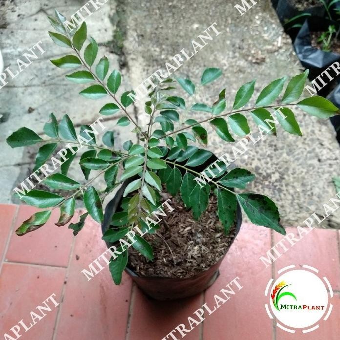 

Terlaris Promo Special Bibit Tanaman Salam Koja - Pohon Salam Koja - Daun Temuru - Daun Kari