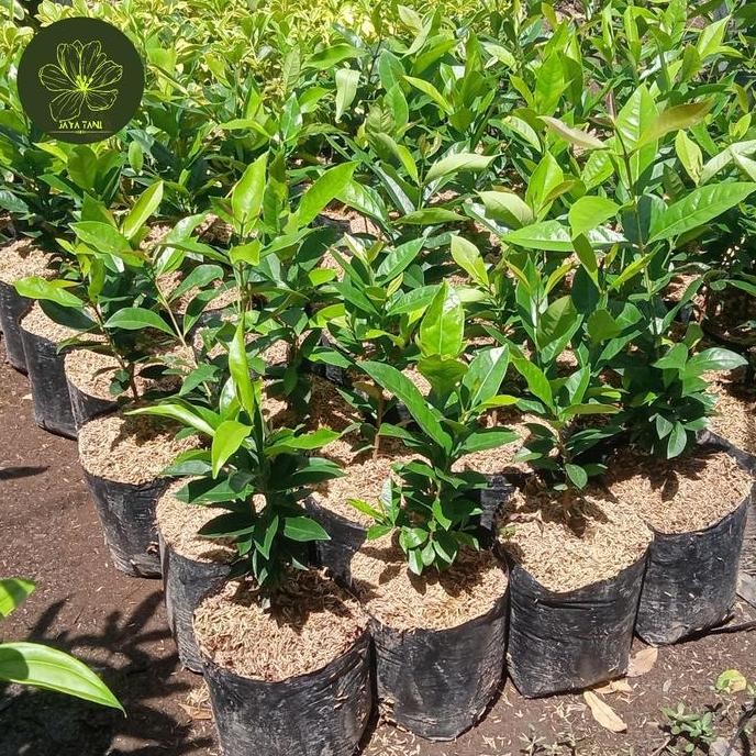 

Terlaris Bibit Tanaman Daun Salam