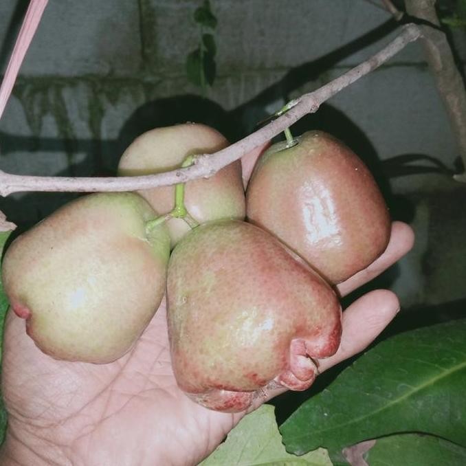 PREMIUM bibit cangkok jambu air kaget merah