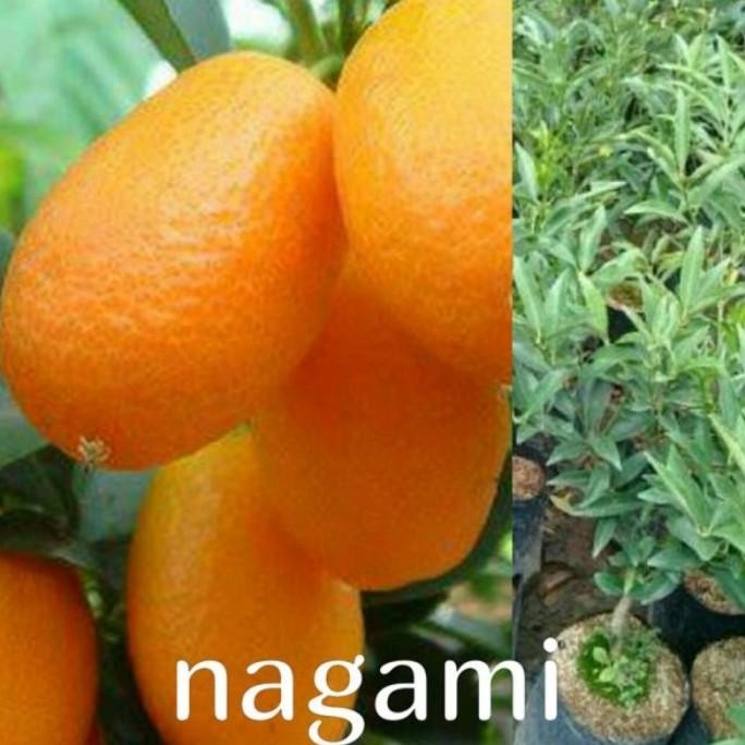 Bibit Tanaman Pohon Jeruk Nagami Bibit Jeruk Nagami Buah Jeruk Nagami PREMIUM
