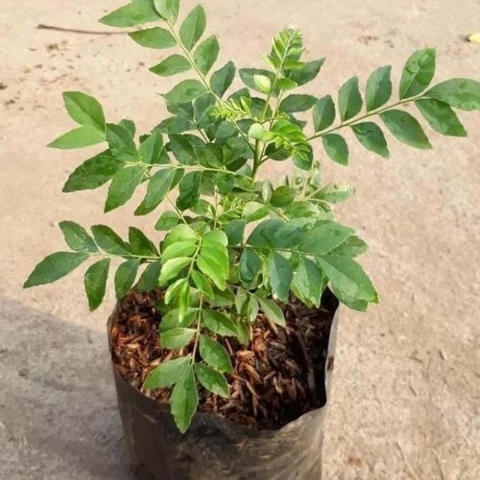 

Terlaris Bibit Tanaman Salam Koja Daun Kari Pohon