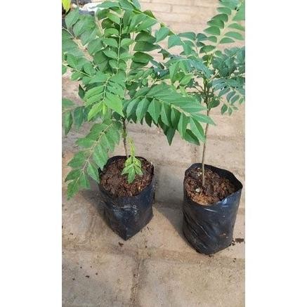 

Terlaris Bibit Salam Koja Daun Kare Bisa Cod Beli 3 Gratis Pupuk