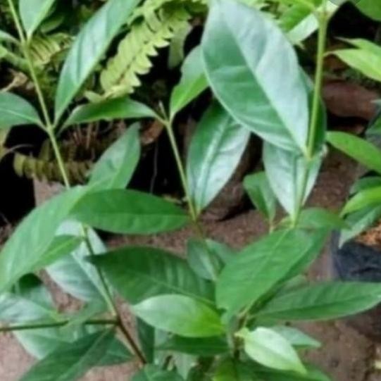 

Terlaris Bibit Daun Salam Bumbu Dapur Siap Tanam