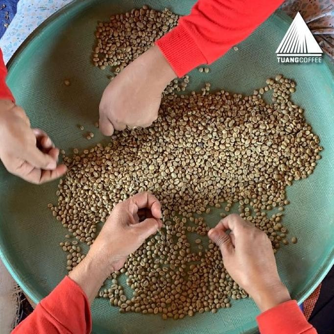 

ready stock Green Bean Robusta Natural Tuang Coffee Flores Manggarai G2