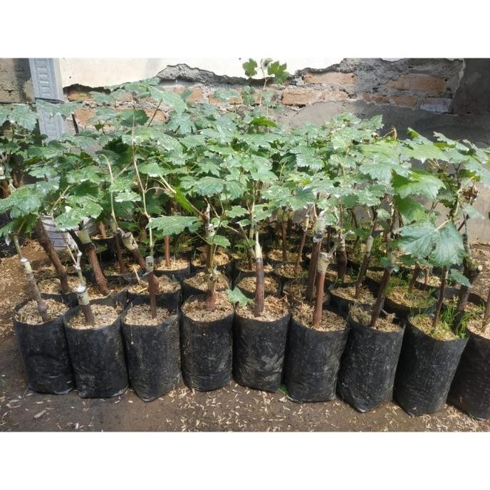 Bibit Tanaman Buah Anggur Import Jenis Jupiter Super Unggulan dan Siap PREMIUM