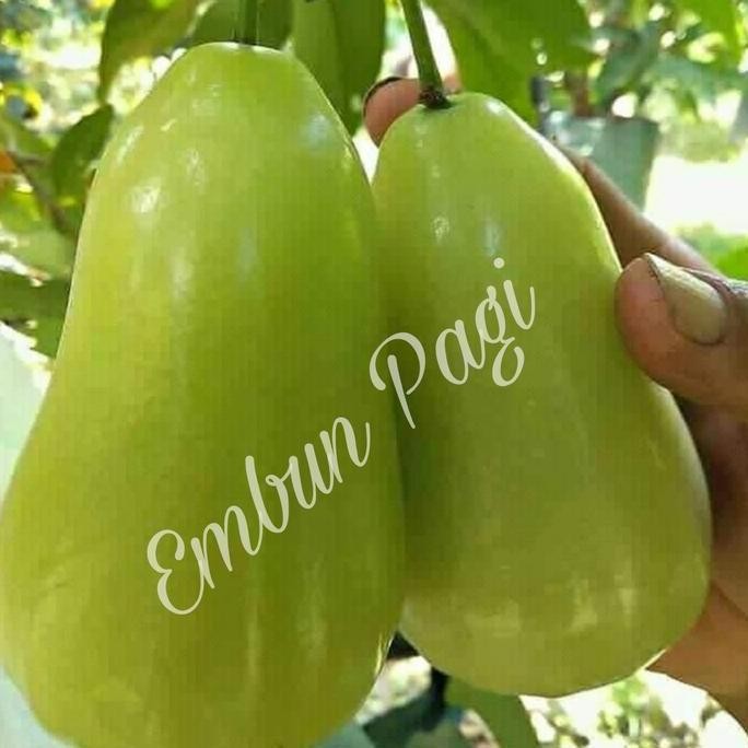 

Terlaris Termanis Bibit Buah Jambu Air Madu Delhi Tsg