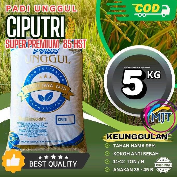 

Terlaris Benih Padi Ciputri (Ciherang Melay Panjang) - Toleran Wereng Dan Hdb/Bakteri - Daun, Tanaman