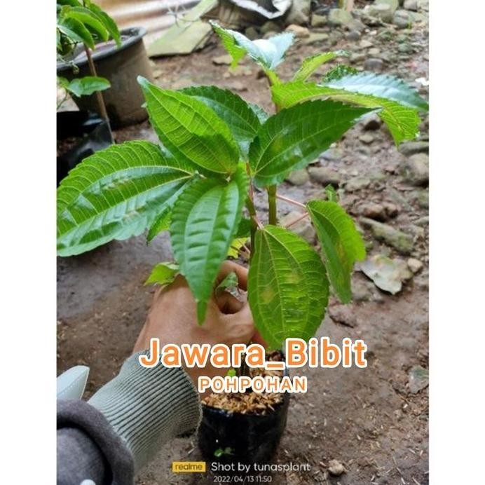 

Terlaris Bibit Tanaman Pohpohan / Bibit Pohpohan Daun Herbal