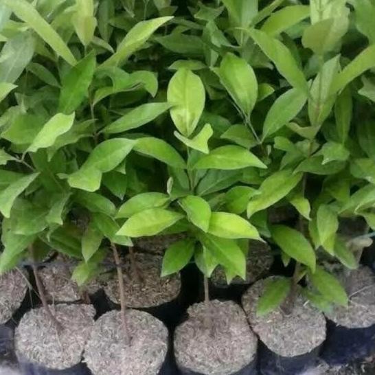 

Terlaris Bibit Tanaman Pohon/Daun Salam Bumbu Masakan