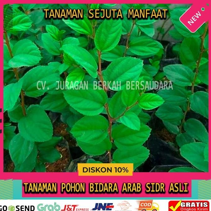 

Terlaris Bidara Arab Sidr Asli Original Tanaman Herbal Hias Pohon Ruqyah