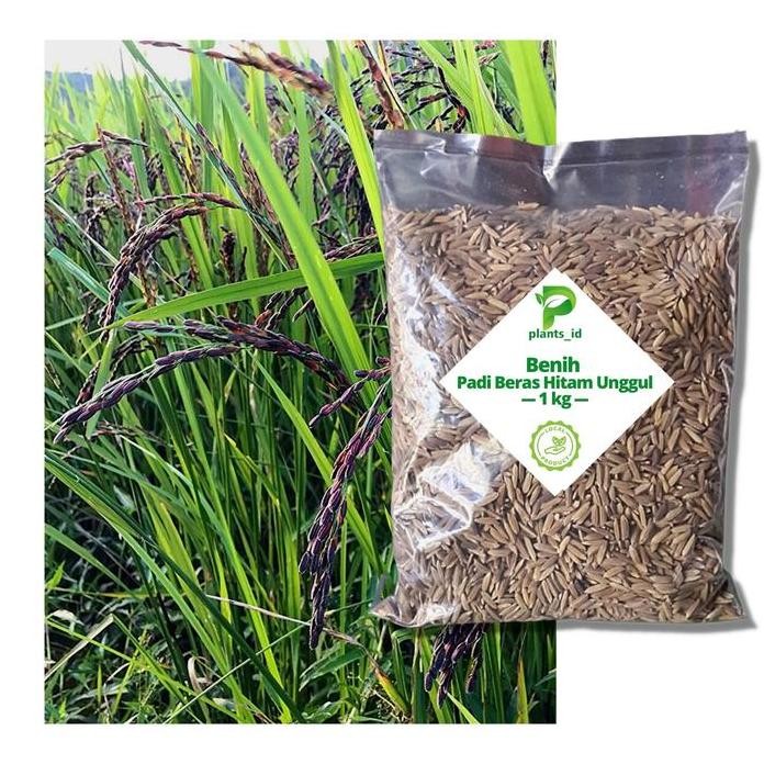 

Terlaris Benih Padi Hitam Unggul