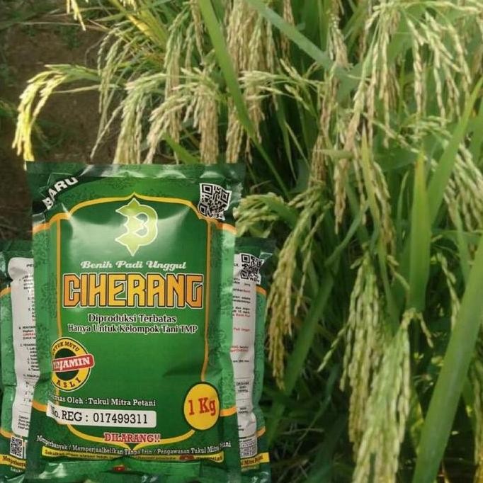 

Terlaris Biji Padi Ciherang Unggul Super