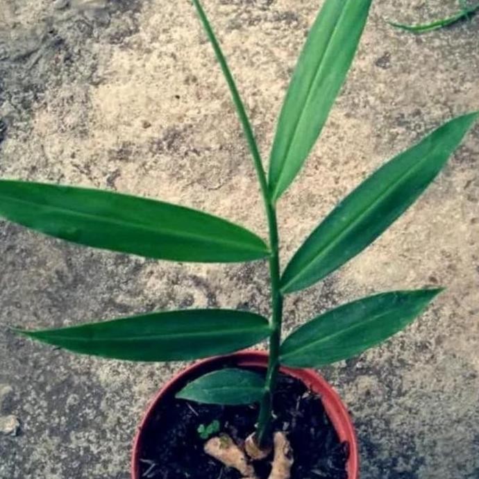 

Terlaris Tanaman Herbal Jahe Merah