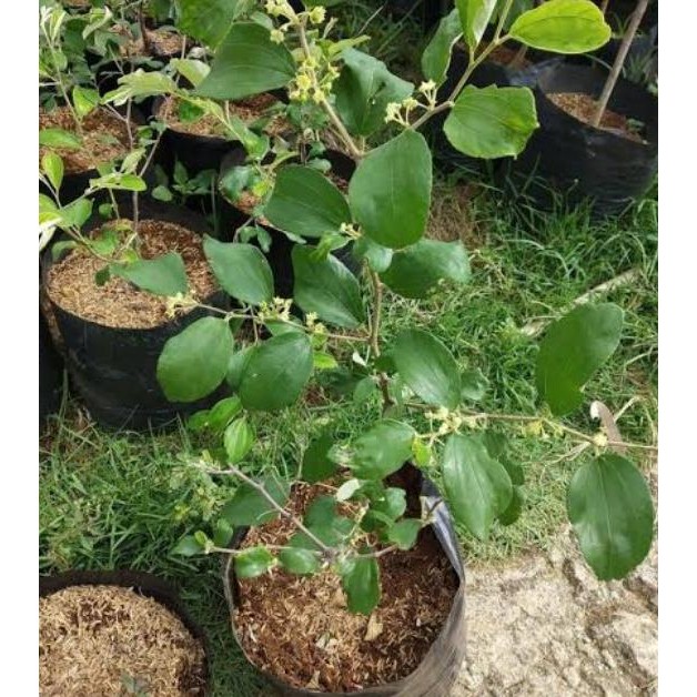 Bibit tanaman buah apel futsa/apel india kondisi sudah PREMIUM