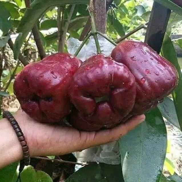 

Terlaris Bibit Jambu Air Dalhari Super Manis