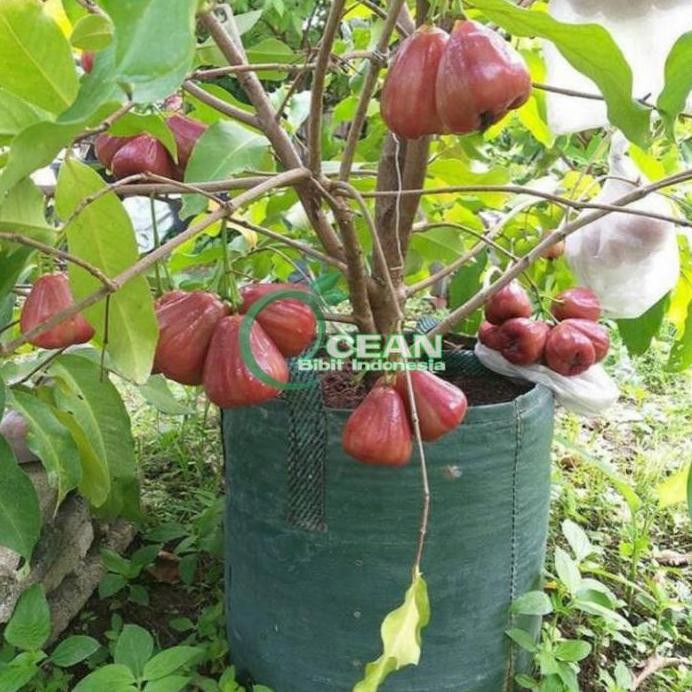 

Terlaris Tabulampot Bibit Jambu Air Citra Okulasi