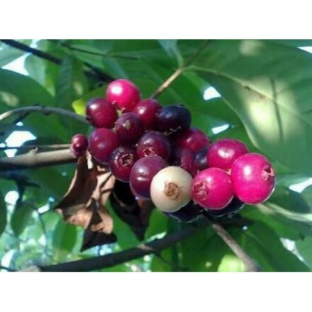 

Terlaris Bibit Tanaman Buah Daun Salam