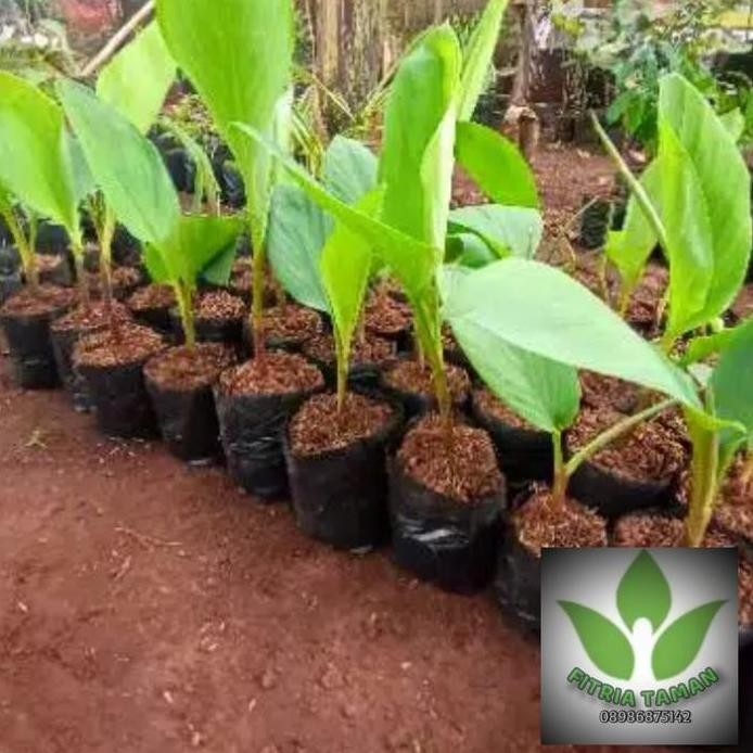 

Terlaris Pohon Temualak / Curcuma - Tanaman Herbal Bibit Pohon Temulawak