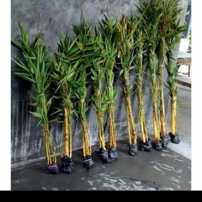

Terlaris Bibit Bambu Kuning Hias Asli +Bonus Bibit Pohon Daun Salam Penyedap Masakan Ready