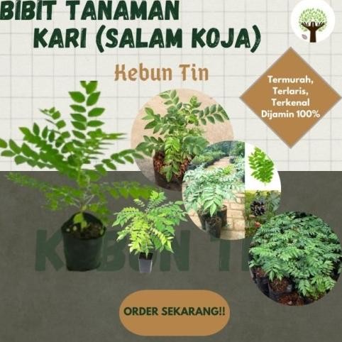 

Terlaris Best Bibit Tanaman Pohon Salam Koja Daun Kari