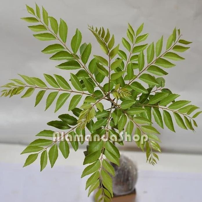 

Terlaris Bibit Bunga Daun Curry ( Salam Koja )