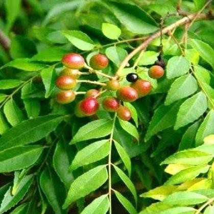 

Terlaris Paket 10 Bibit Daun Kari/ Salam Koja Banyak Manfaat Ad