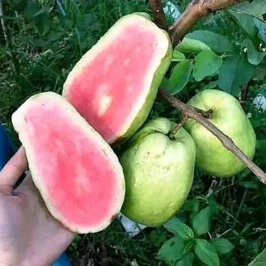 

Terlaris Bibit Jambu Farang Merah Unggul Cangkok