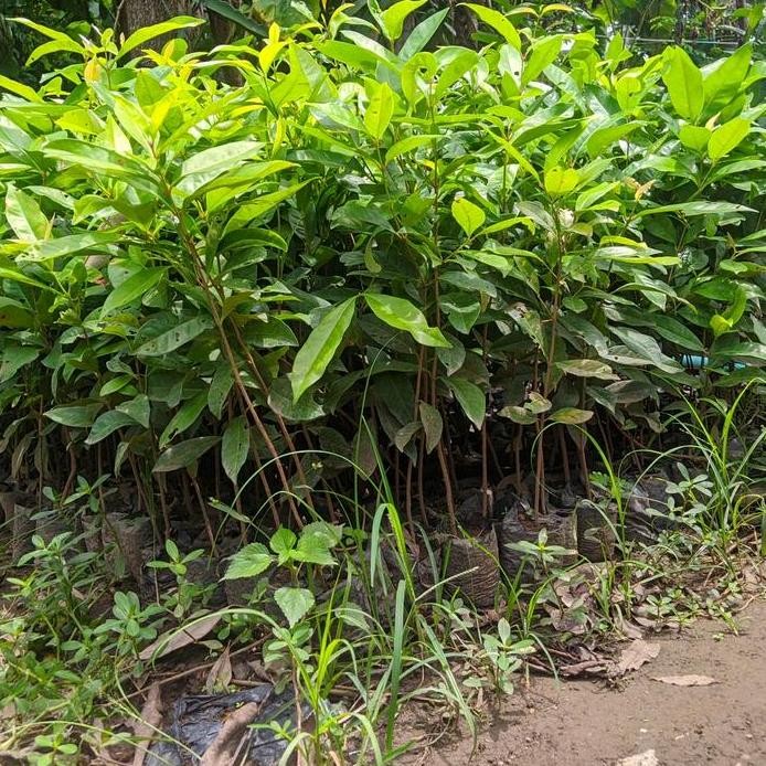 

Terlaris Bibit Tanaman Daun Salam Untuk Bumbu Masakan