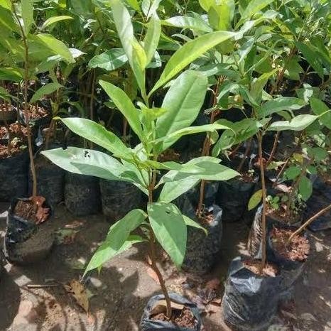 

Terlaris Bibit Tanaman Daun Salam Daun Rempah Terlaris
