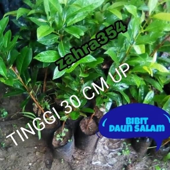 

Terlaris Bibit Daun Salam Tinggi 30Cm / Bibit Salam / Daun Salam