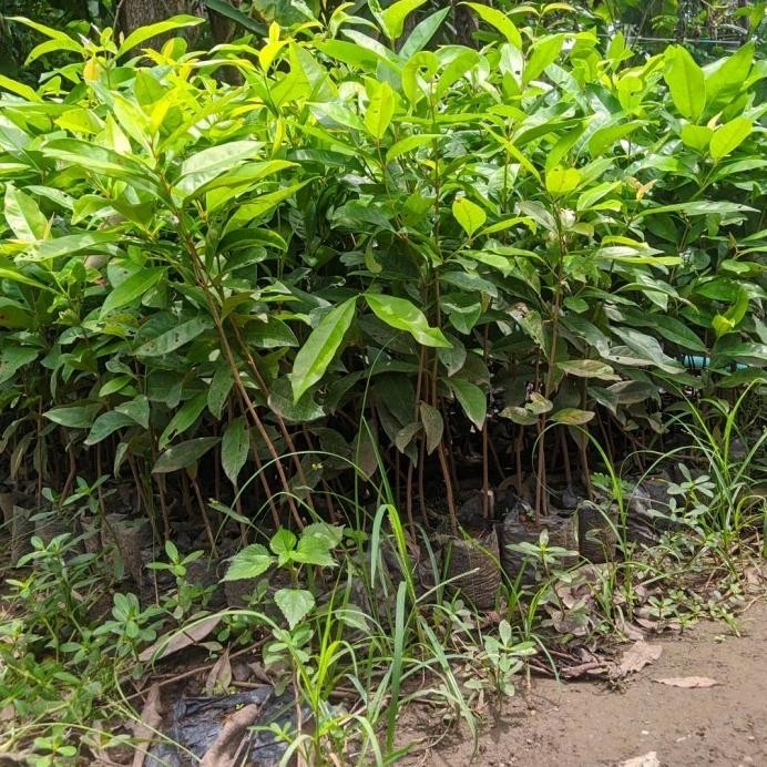 

Terlaris Bibit Tanaman Daun Salam Rempah Untuk Bumbu Masakan