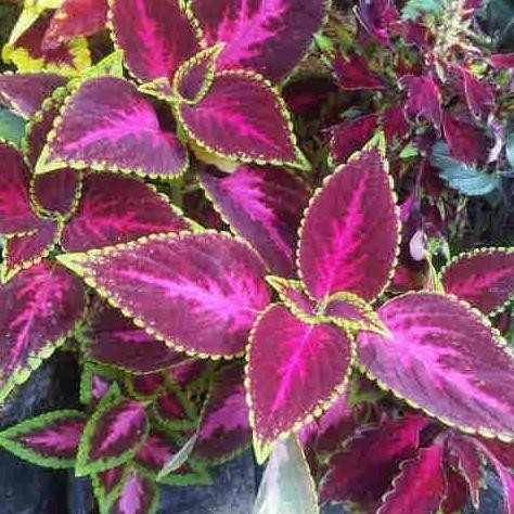 

Terlaris Tanaman Hias Herbal Myana/Myana Herbal Murah