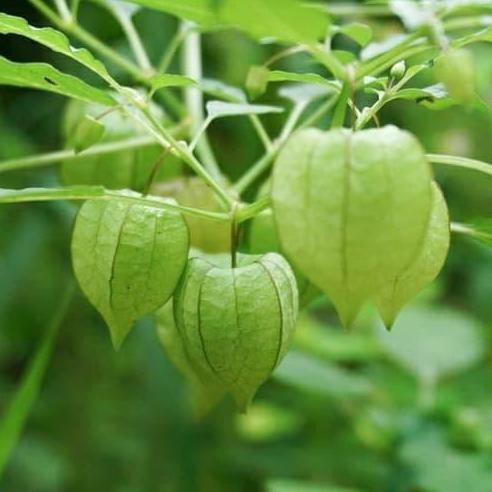 

Terlaris Tanaman Herbal Ciplukan -Tanaman Bermanfaat - Bibit Ciplukan