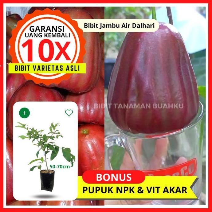 

Terlaris Bibit Tanaman Buah Jambu Air Dalhari Unggul, Murah, Bergaransi
