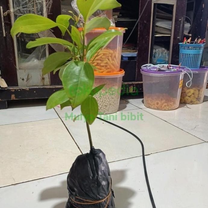 

Terlaris Bibit Tanaman Pohon Kayu Manis | Herbal Kayu Manis Super