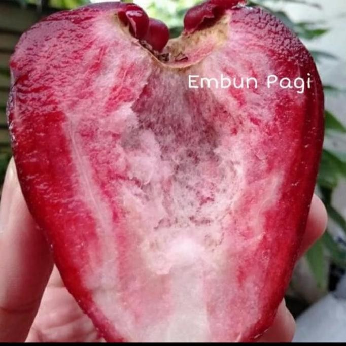 

Terlaris Bibit Tanaman Buah Jambu Air Dalhari Tanpa Biji Super Unggul