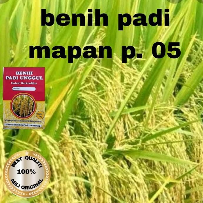 

Terlaris Benih Padi Mapan P 05 Premium Unggul Kwalitas 1Kg