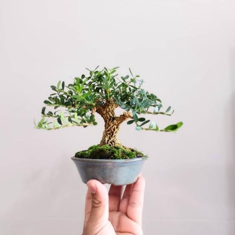 Tanaman Hias Tanaman Bonsai Mini Boxsus / Boksus Pohon Kecil Tua - Savanan Bonsai