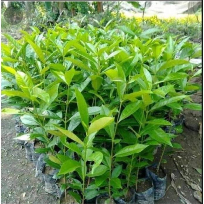 

Terlaris Bibit Daun Salam Bumbu Masak Lewwku 7953Qv