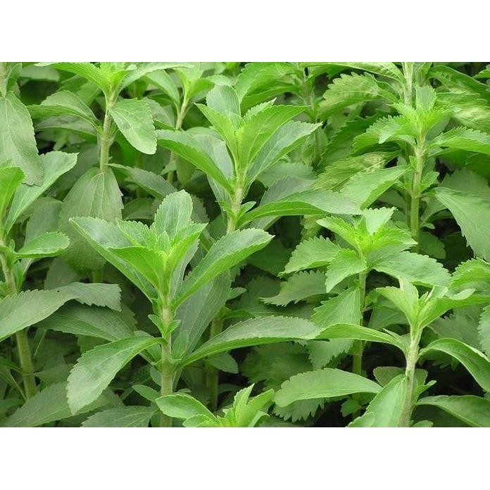 

Terlaris Bibit Tanaman Herbal Stevia