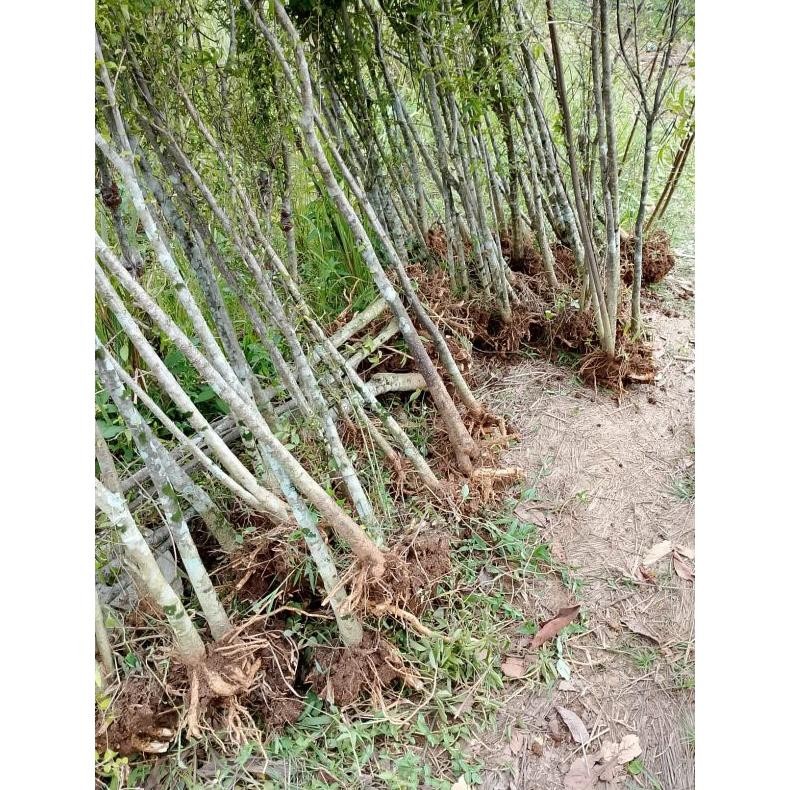 Tanaman Hias Bahan Bonsai Anting Putri Besar Setang Cangkul Tinggi Potongan -+ 1 Mter - Savanan Bons