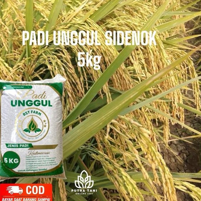 

Terlaris Benih Padi Unggul Si Denok 5 Kg