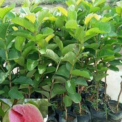 

Terlaris Bibit Jambu Kristal Merah Berbunga/Berbuah