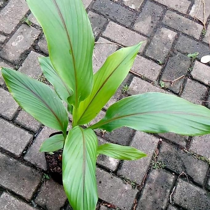 

Terlaris Tanaman Temulawak Obat Herbal