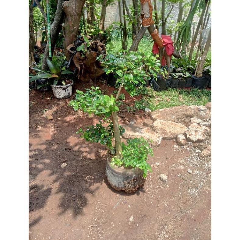 Tanaman Hias Bonsai Serut Hijau Bonsai Serut Cantik - Savanan Bonsai