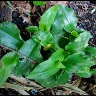 

Terlaris Bibit Tanaman Herbal Kencur