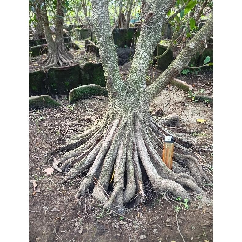 Tanaman Hias Kimeng Pecah Batang 8 Dan 16 - Savanan Bonsai