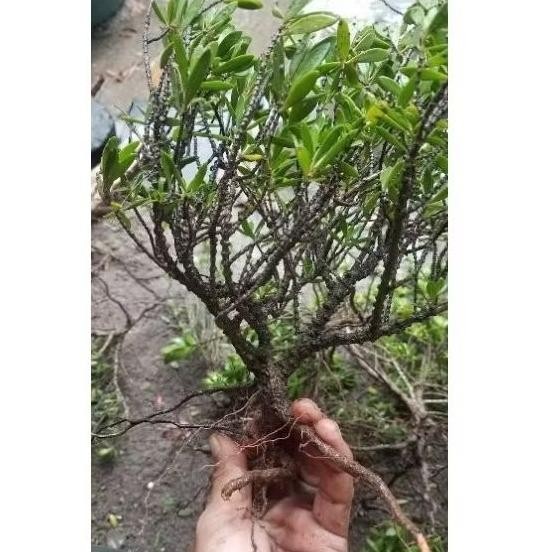 Tanaman Hias Paketan Santigi Karang 5 Pohon Small - Savanan Bonsai