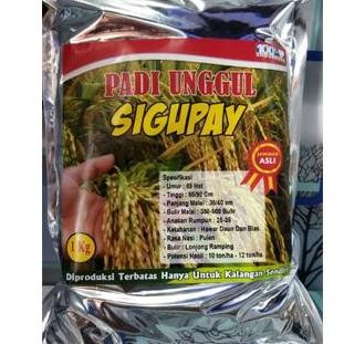 

Terlaris Benih Bibit Padi Ua 12 Sigupay Batuta Kemasan 1Kg Berkualitas
