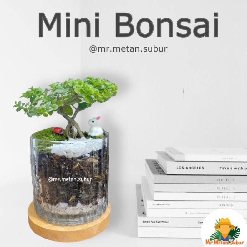 Tanaman Hias Bonsai Vas Kaca Premium Tebal Real Pic Asli ( Hiasan Meja Kantor Dll ) - Savanan Bonsai